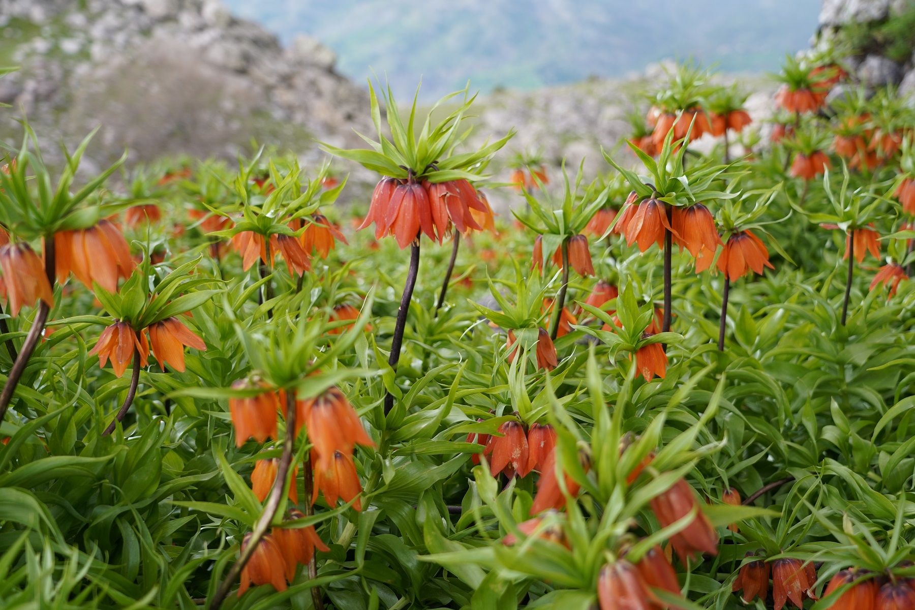 Kulp İlçesine Ait Fotoğraflar 